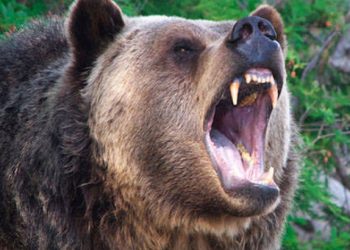 अछाममा भालुको आक्रमण, तीनजना घाइते