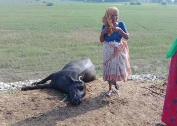 कैलालीका बाढी प्रभाबित क्षेत्रमा  पशुचौपाया मर्न थाले