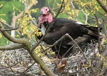 विश्वमै दुर्लभ सुन गिद्धको गुँड कञ्चनपुरमा