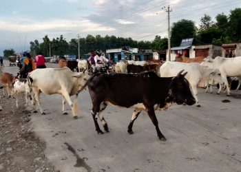 टीकापुरका युवाहरुद्वारा छाडा गाईवस्तु नियन्त्रण प्रयास