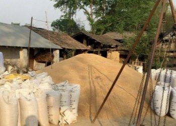 खाद्य संस्थानले काँटा संचालन नगर्दा व्यापारीको मनपरी–धान फलाउने किसान मूल्य तोक्ने व्यापारी