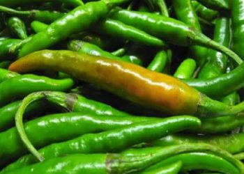 हरियो खुर्सानी भिजाएको पानी पिएपछि भाग्छन् यी रोगहरू