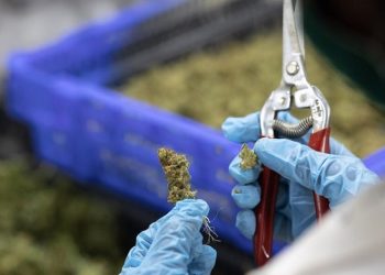 गाँजालाई अति खराब ड्रग्सको सूचीबाट हटाउने निर्णय राष्ट्रसंघबाट पारित