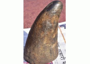 कैलालीमा गैंडाको खागसहित एक जना पक्राउ