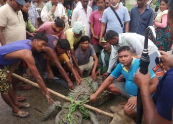भजनी गाउँमा पसेको गोहीको उद्धार