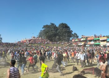 बैतडीमा अष्टमीका दिन ४२४ राँगाको बलि