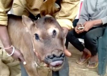 जन्मियो ३ आँखा र ४ नाक भएको बाच्छो