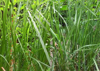 आज कुशे औंसी तथा बावुको मुख हेर्ने दिन