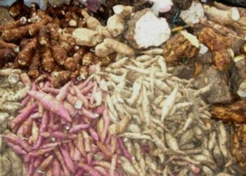 सुदूरपश्चिममा आज पुषे पन्ध्र मनाइँदै