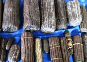 कैलालीमा चरेससहित दुई युवक पक्राउ