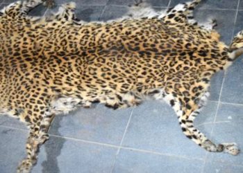 कैलालीमा चितुवाको छालासहित २ जना प्रहरी नियन्त्रणमा