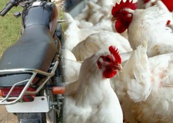 मोटरसाइकलसहित अबैध बोईलर कुखुरा बेवारिसे अवस्थामा फेला