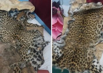 कैलालीबाट बाघको छालासहित २ जना पक्राउ