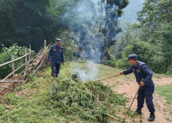 बैतडी प्रहरी गाँजा नष्ट गर्ने अभियानमा