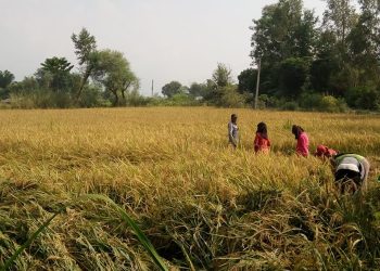 कैलालीको जानकी गाउँपालिकाद्वारा तत्काल धान नकाट्न आग्रह