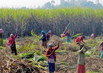 उखुको खरिद मूल्य प्रतिक्विन्टल ६३५ रुपैयाँ बनाउने सरकारको निर्णय