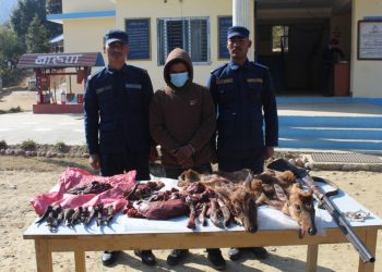 अछाममा जंगली जनावरको छाला, सिङ र भरूवा बन्दुकसहित शाही पक्राउ