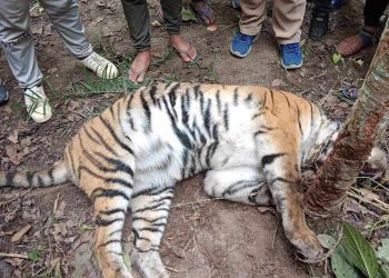 कैलालीको जानकी गाउँपालिका वडा नं. ९ मा पाटे बाघ मृत फेला