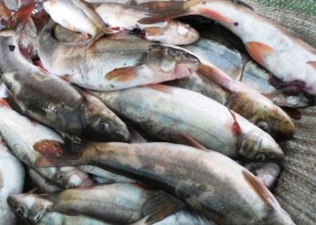 अबैध माछा बरामद