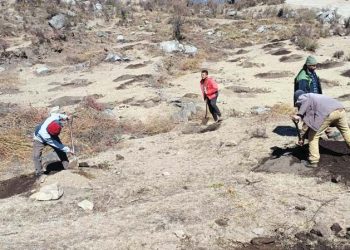 बाजुरामा एकैपटक रोपियो सात हजार स्याउका बोट