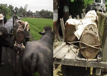 कैलालीमा अवैध काठ बरामद