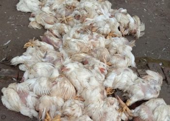 कञ्चनपुरमा अवैध ब्रोइलर बेवारिसे अवस्थामा फेला