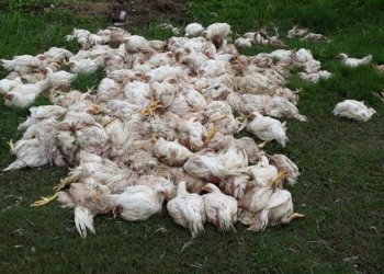 कैलालीमा बोईलर कुखुरासहित एक लाख बढीका सामान बरामद