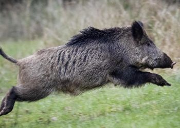 अछाममा बँदेलको आक्रमणबाट एक जना घाइते