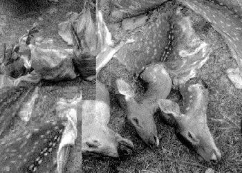 कञ्चनपुरको एक सामुदायिक वनमा तस्करले चलाए गोली, चित्तलका चार टाउकासहित मासु बरामद