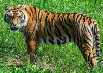 कैलालीको टीकापुरमा बाघले ७ बाख्रा खायो