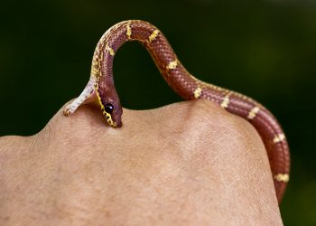 कैलालीमा सर्पको डस्दा एक बालकको मृत्यु