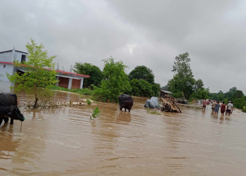 कैलालीमा बढीले पाँच सय भन्दा बढी घर डुबायो