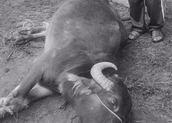 बैतडीमा चट्याङ खस्यो, ७ पशुचौपाया मरे