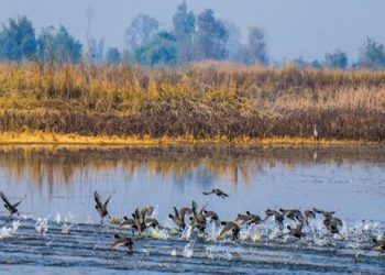 ताल तथा सीमसार क्षेत्रमा पाइने चराको अस्तित्व खतरामा