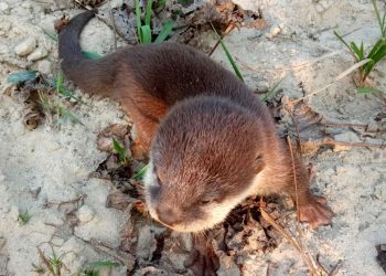 एक सय पचासी वर्षपछि डडेलधुरामा भेटियो ओत