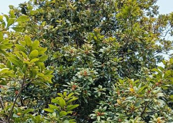 बाँदरले पनि खाँदैन जङ्गली फल, बाँदरका कारण किसान विस्थापित