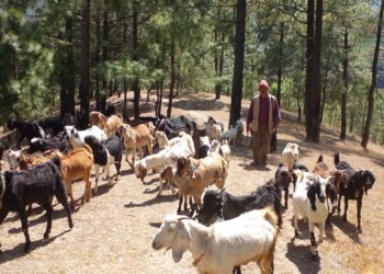 विदेशका दुःखले सिकायो पौरखी बन्न