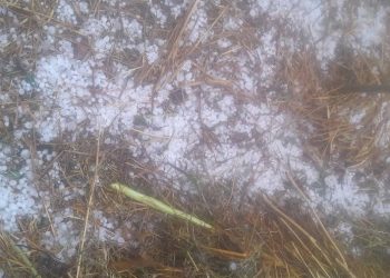 असिनापानीले कृषिबालीमा नोक्सान