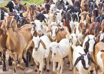 वडाले तोक्यो खसीको मासुदेखि जाँडको भाउ