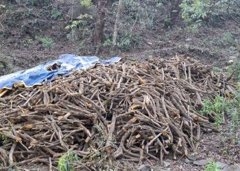 सेटिङमा वन फडानी आरोपमा सचिव तिमिल्सैना पक्राउ